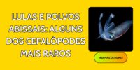 Lulas e Polvos Abissais: Alguns dos Cefalópodes Mais Raros