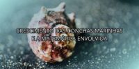 Crescimento das Conchas Marinhas e a Matemática Envolvida