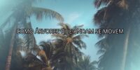 Como Árvores que Andam se Movem