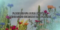 Floriografia e Sua História: Mensagens Secretas das Plantas