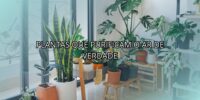 Plantas que Purificam o Ar de Verdade