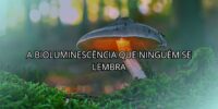 A Bioluminescência Que Ninguém se Lembra
