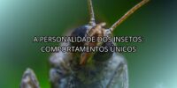 A Personalidade dos Insetos: Comportamentos Únicos