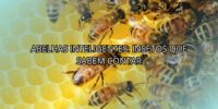 Abelhas Inteligentes: Insetos Que Sabem Contar