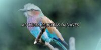 As Cores Secretas das Aves