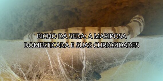 Bicho da Seda: a Mariposa Domesticada e Suas Curiosidades