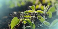 Os Sinais das Plantas: Como elas Conversam Entre Si