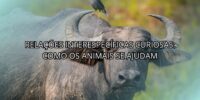 Relações Interespecíficas Curiosas: Como os Animais se Ajudam