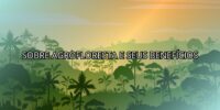 Sobre Agrofloresta e Seus Benefícios