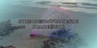 Sobre os Sifonóforos e Suas Características