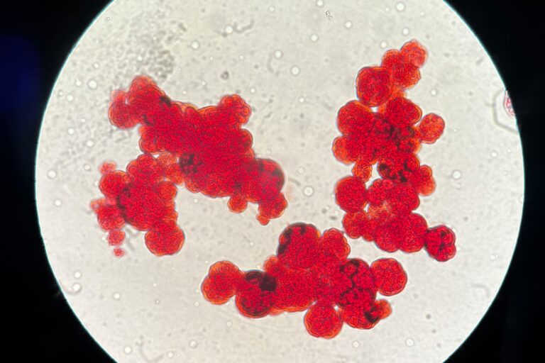 Microrganismos e Jogos: Descubra Mundos Novos!