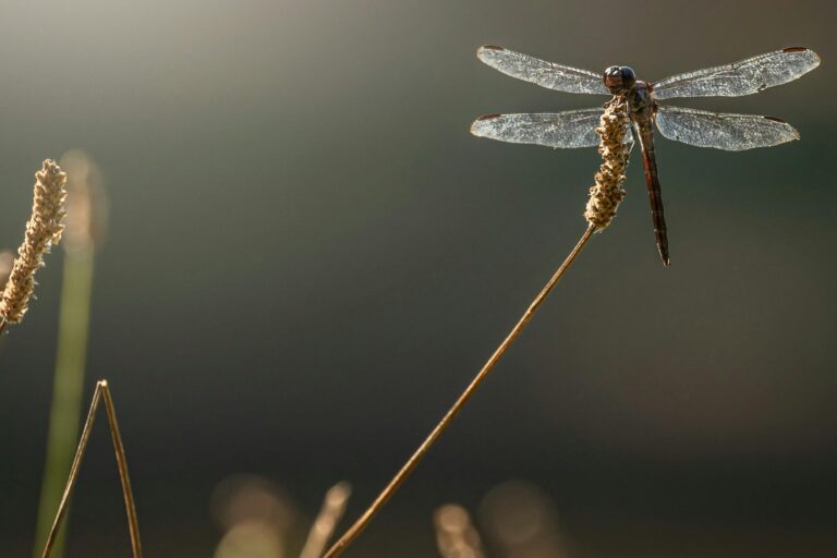 Jogos de Estratégia na Natureza: Jogabilidade Única!