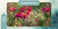 Apps for Tracking Flowering Seasons and Pollination